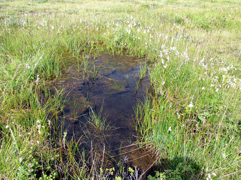 Drepanocladus arcticus
